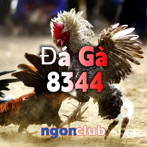 ngonclub